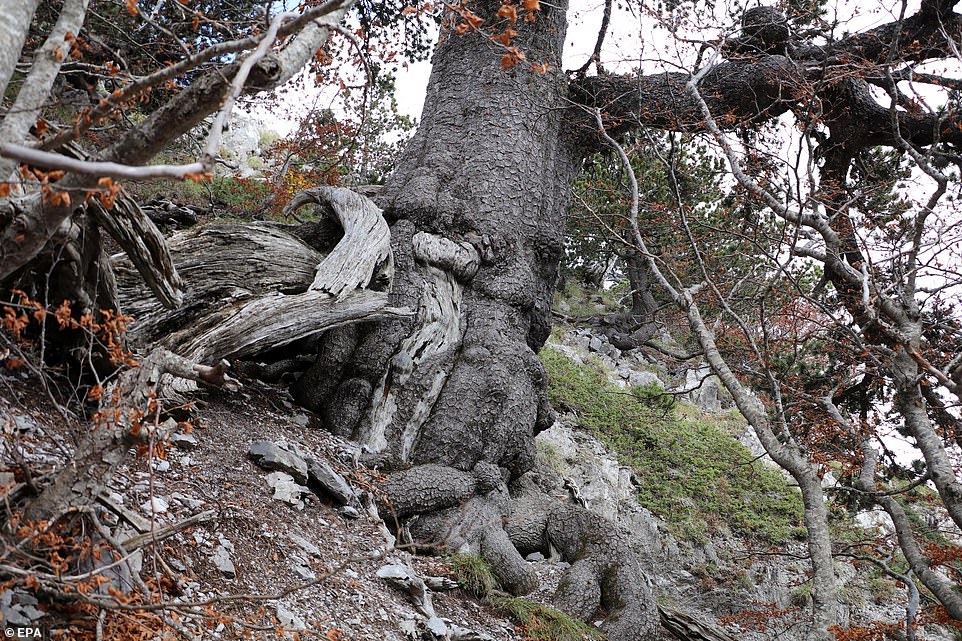 Pema më e vjetër