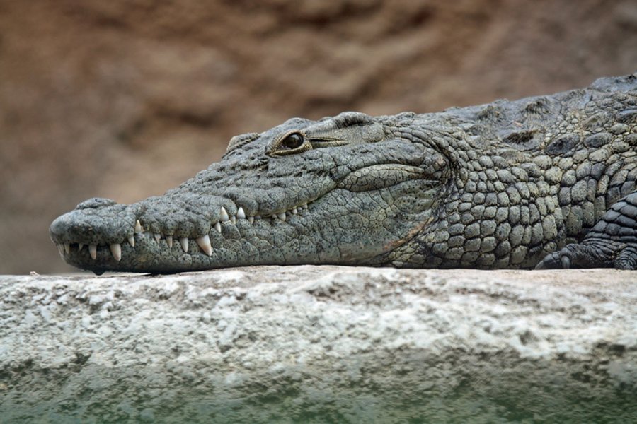 Krokodili