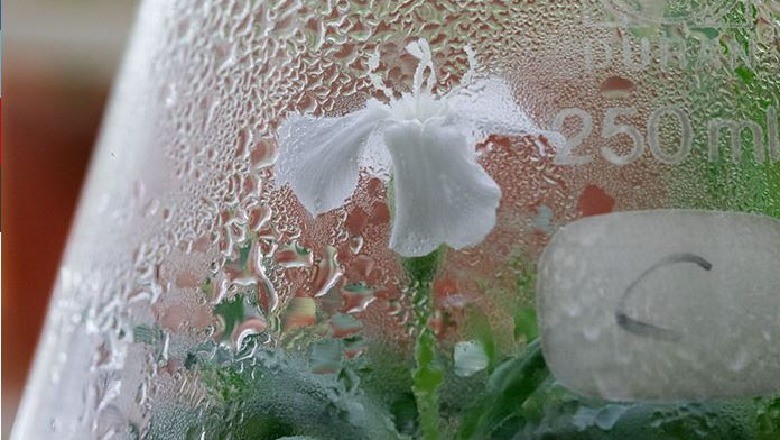 Lulja e bardhë
